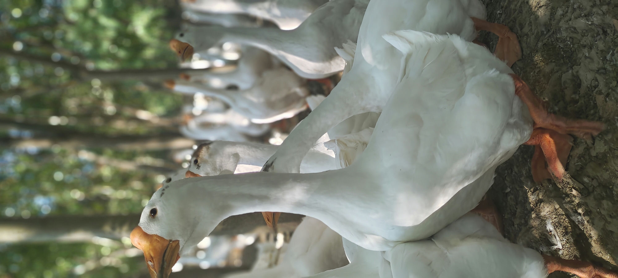 🦢 顾桥·养鹅喽